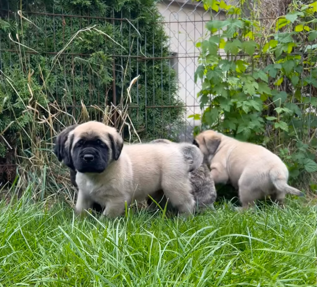 Drei Mastiff-Welpen sitzen dicht beieinander auf einer Wiese.