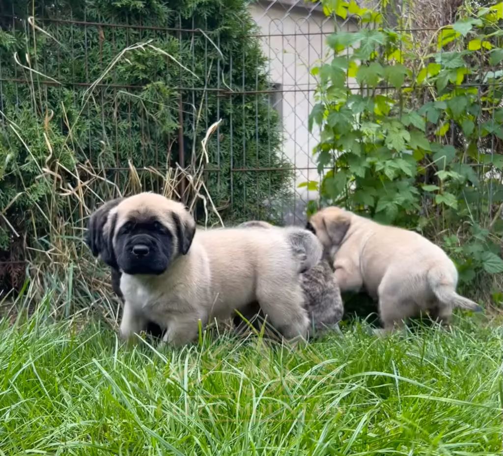 Drei Mastiff-Welpen sitzen dicht beieinander auf einer Wiese.