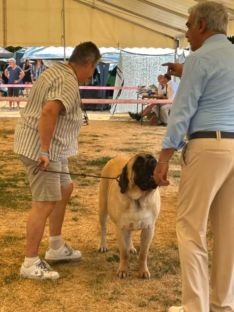 English Mastiff Greta bei der Beurteilung in Ludwigshafen 2026