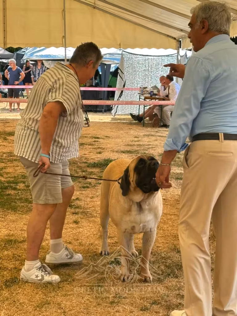 English Mastiff Greta bei der Beurteilung in Ludwigshafen 2026