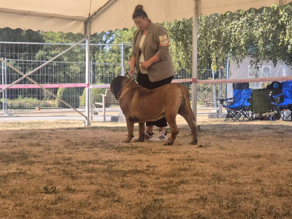 English Mastiff Ingo im Stand bei der Hundeausstellung in Ludwigshafen 2026