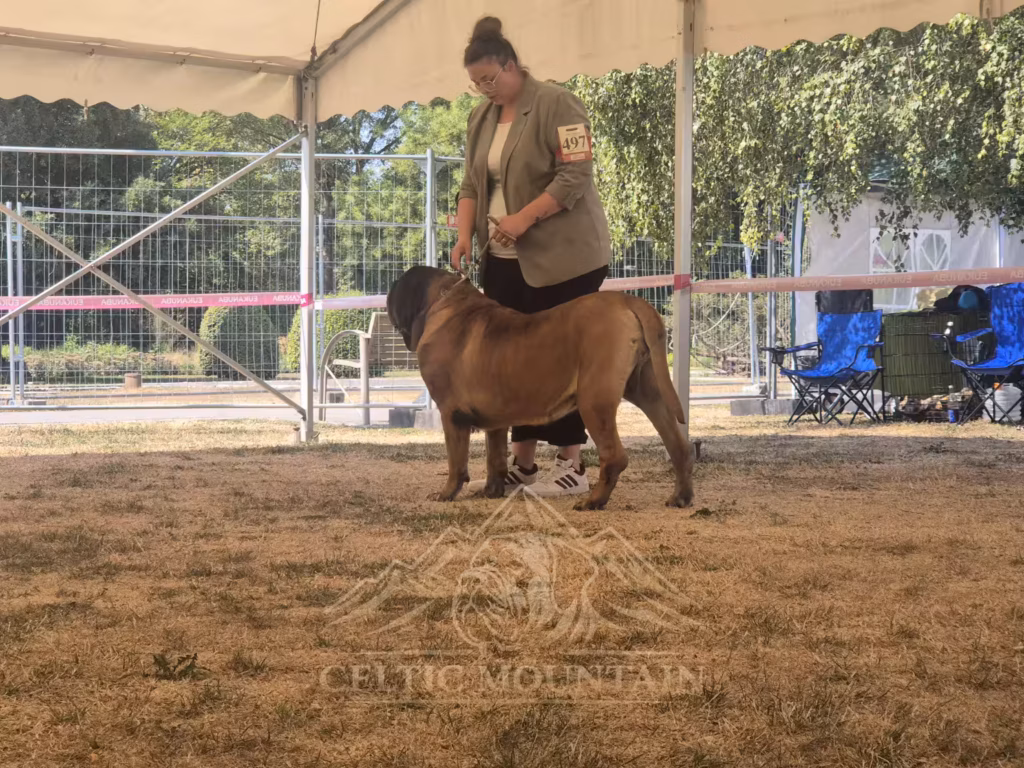 English Mastiff Ingo im Stand bei der Hundeausstellung in Ludwigshafen 2026