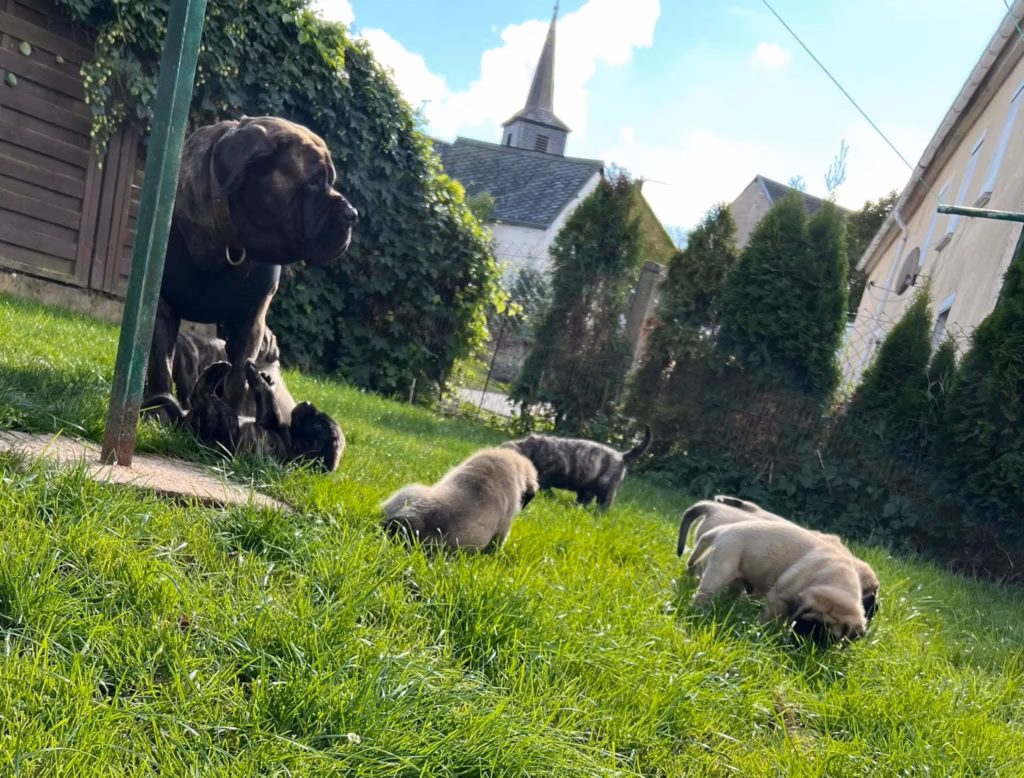junge Mastiff-Welpen sitzen eng beieinander im Gras.