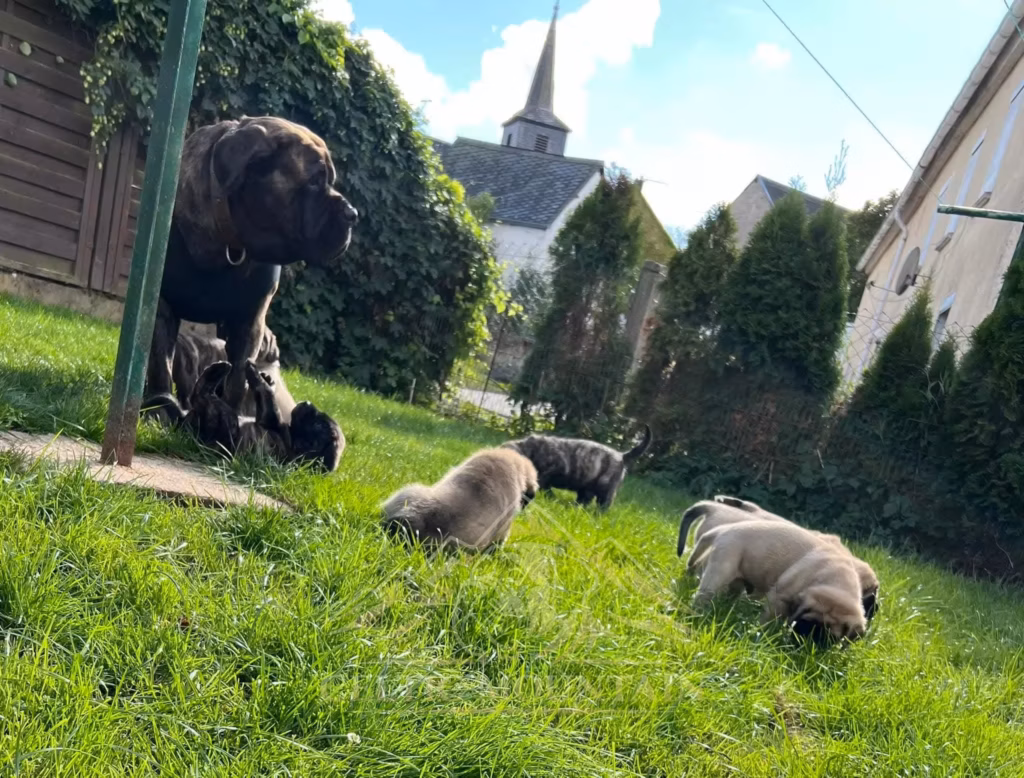junge Mastiff-Welpen sitzen eng beieinander im Gras.