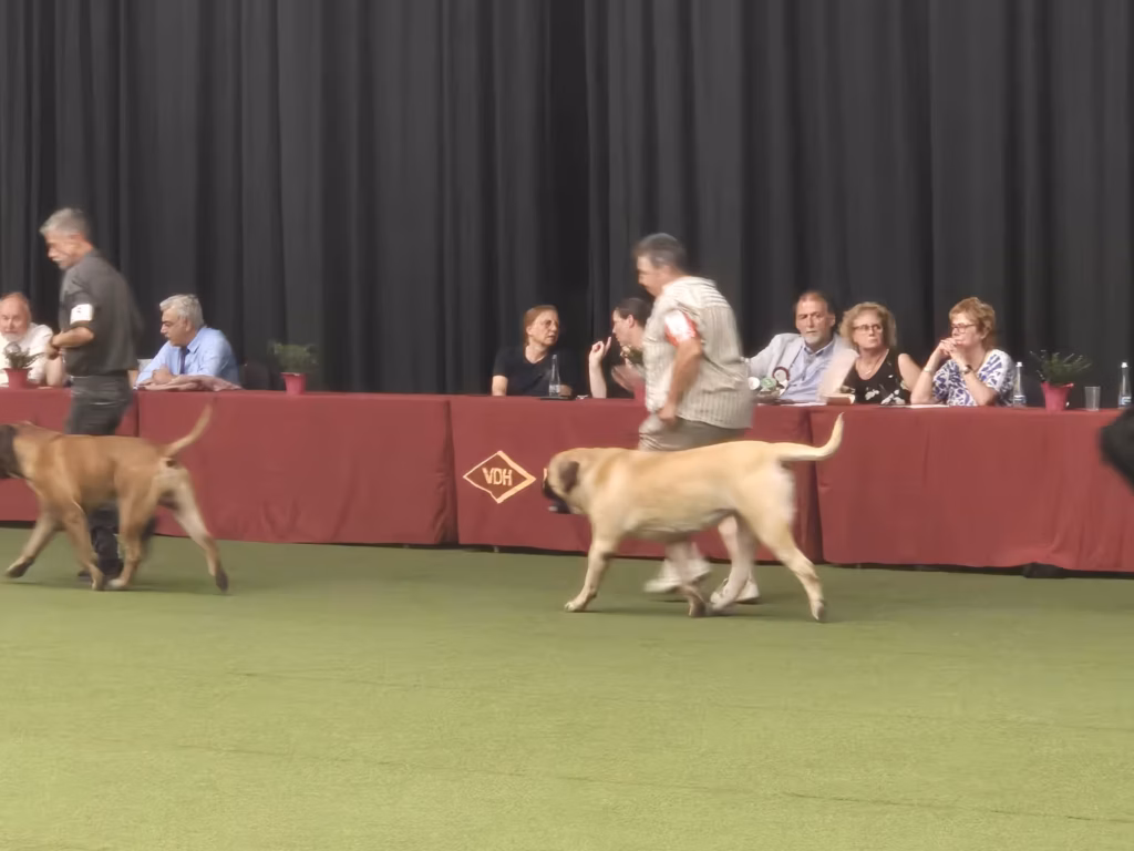 English Mastiff Greta im Ehrenring bei der Hundeausstellung in Ludwigshafen 2026