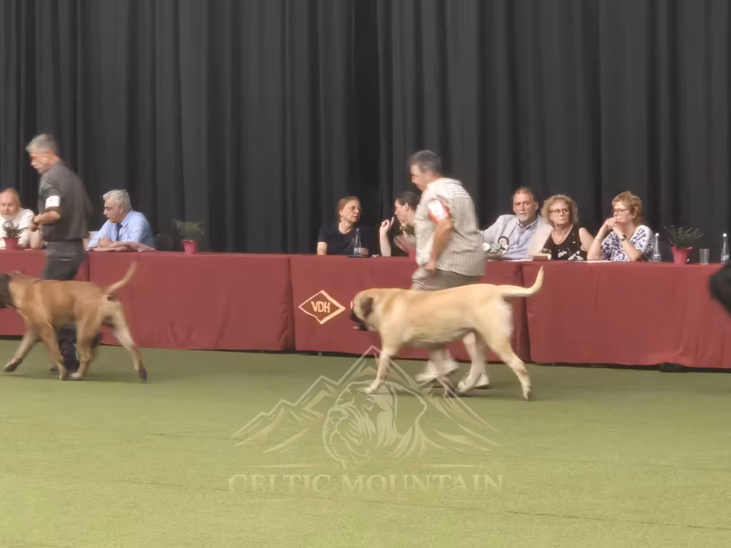 English Mastiff Greta im Ehrenring bei der Hundeausstellung in Ludwigshafen 2026