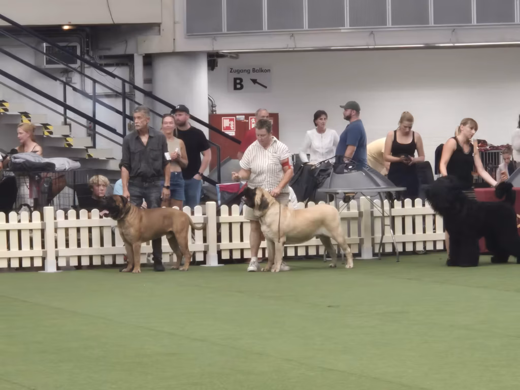 English Mastiff Greta im Ehrenring bei der Hundeausstellung in Ludwigshafen 2026