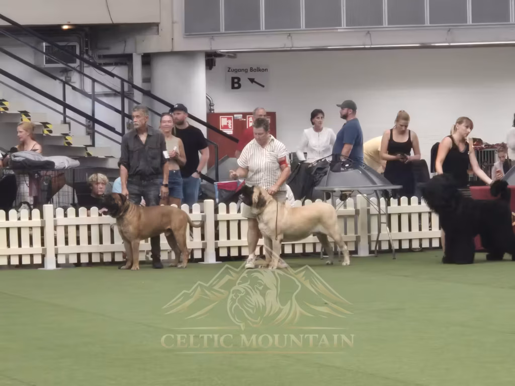 English Mastiff Greta im Ehrenring bei der Hundeausstellung in Ludwigshafen 2026