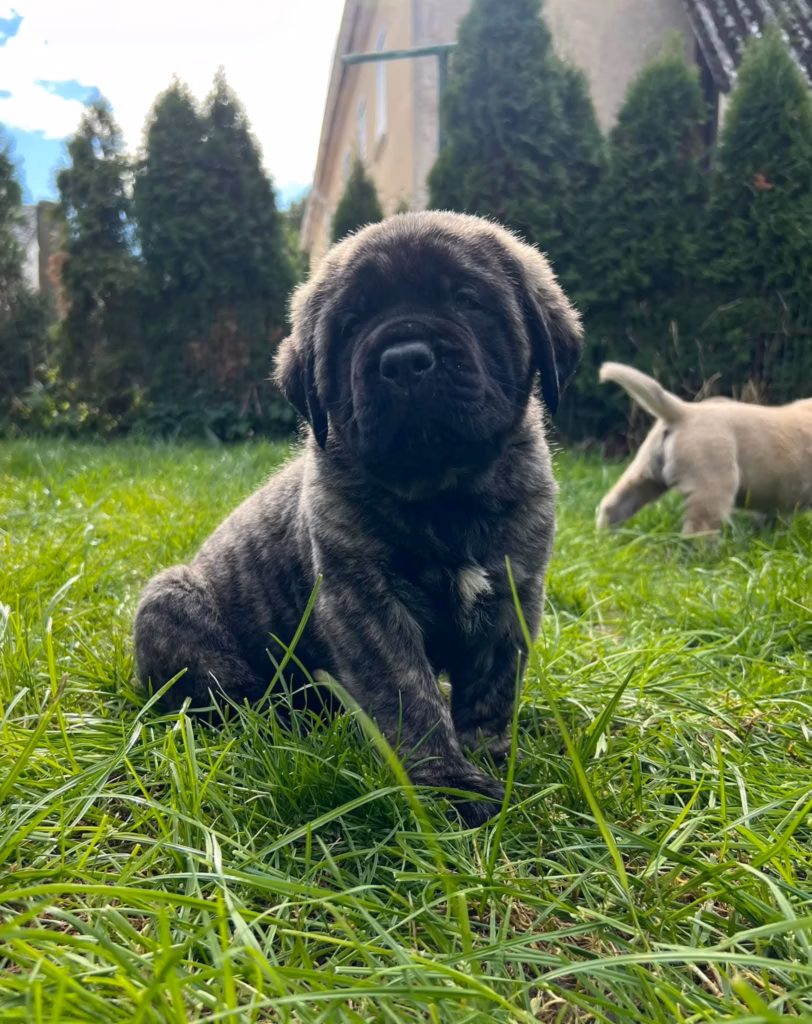 Ein gestromter Mastiff-Welpe sitzt aufmerksam im hohen grünen Gras.
