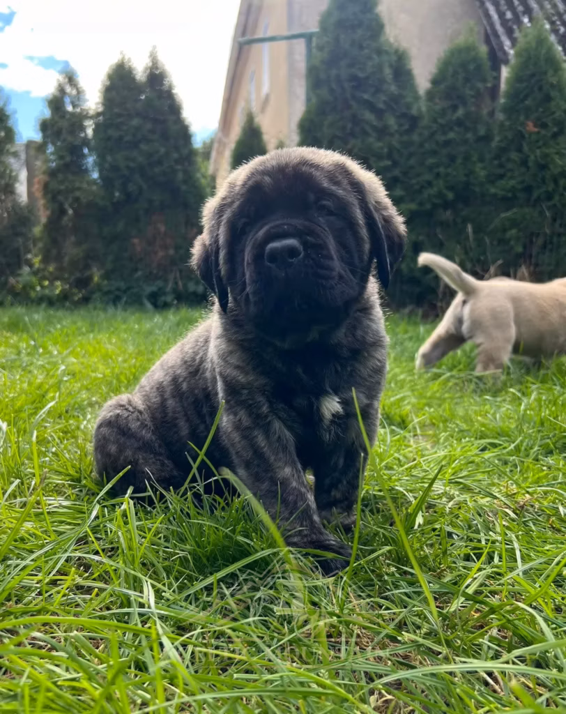 Ein gestromter Mastiff-Welpe sitzt aufmerksam im hohen grünen Gras.