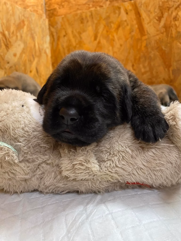 Ein schwarzer Mastiff-Welpe liegt entspannt auf einem weichen Kuscheltier.
