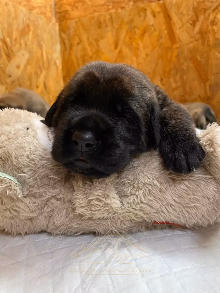 Ein schwarzer Mastiff-Welpe liegt entspannt auf einem weichen Kuscheltier.