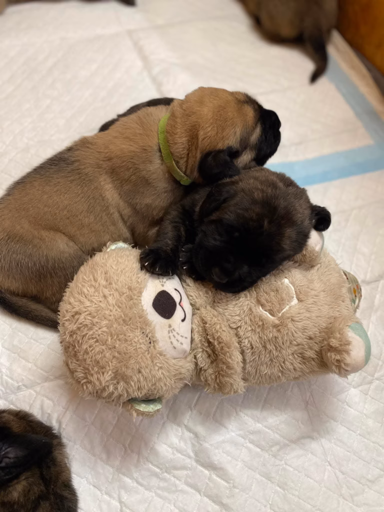 Ein falbfarbener und ein dunkler Mastiff-Welpe kuscheln gemeinsam auf einem weichen Stofftier.
