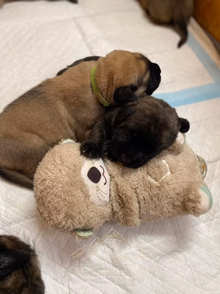 Ein falbfarbener und ein dunkler Mastiff-Welpe kuscheln gemeinsam auf einem weichen Stofftier.