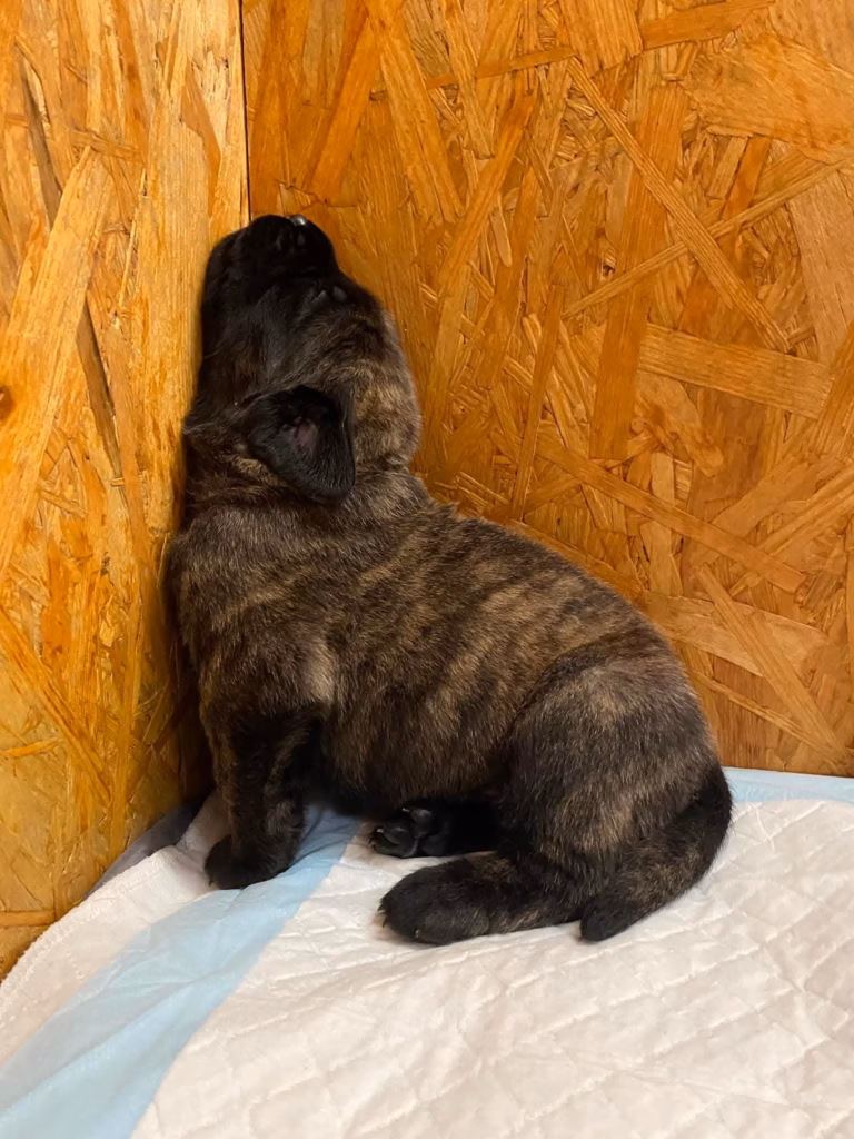 Ein gestromter Mastiff-Welpe sitzt aufrecht an einer Holzwand.