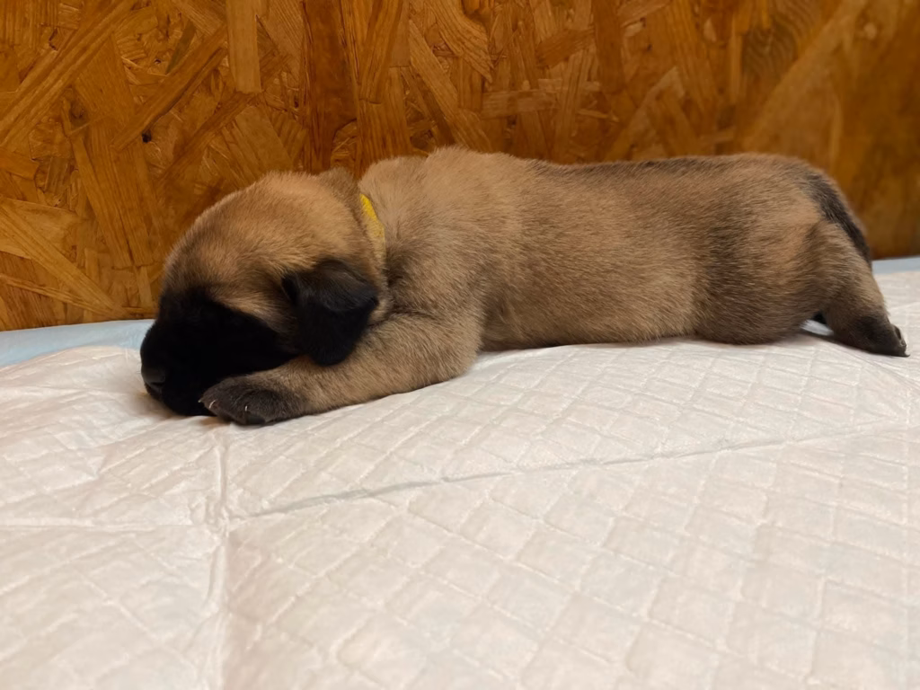 Dateiname: Ein sehr junger falbfarbener Mastiff-Welpe schläft ausgestreckt auf einer weichen Unterlage.