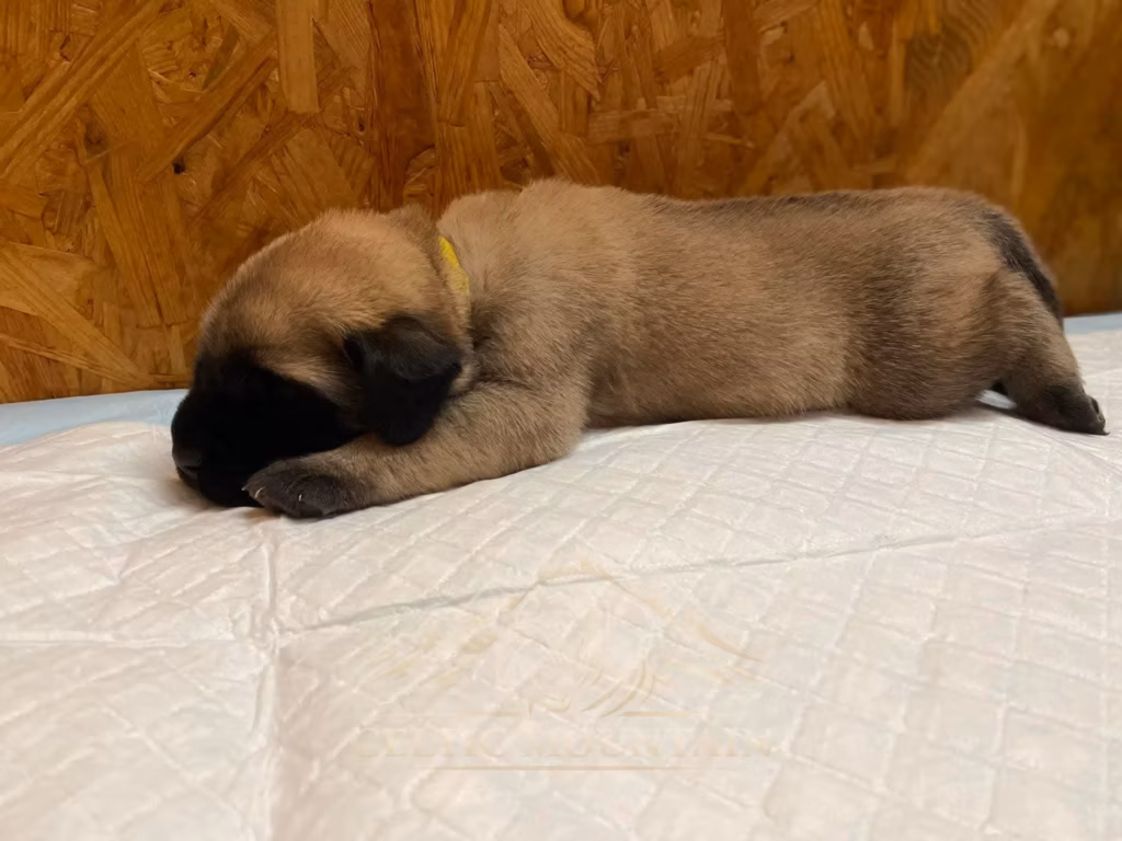 Dateiname: Ein sehr junger falbfarbener Mastiff-Welpe schläft ausgestreckt auf einer weichen Unterlage.