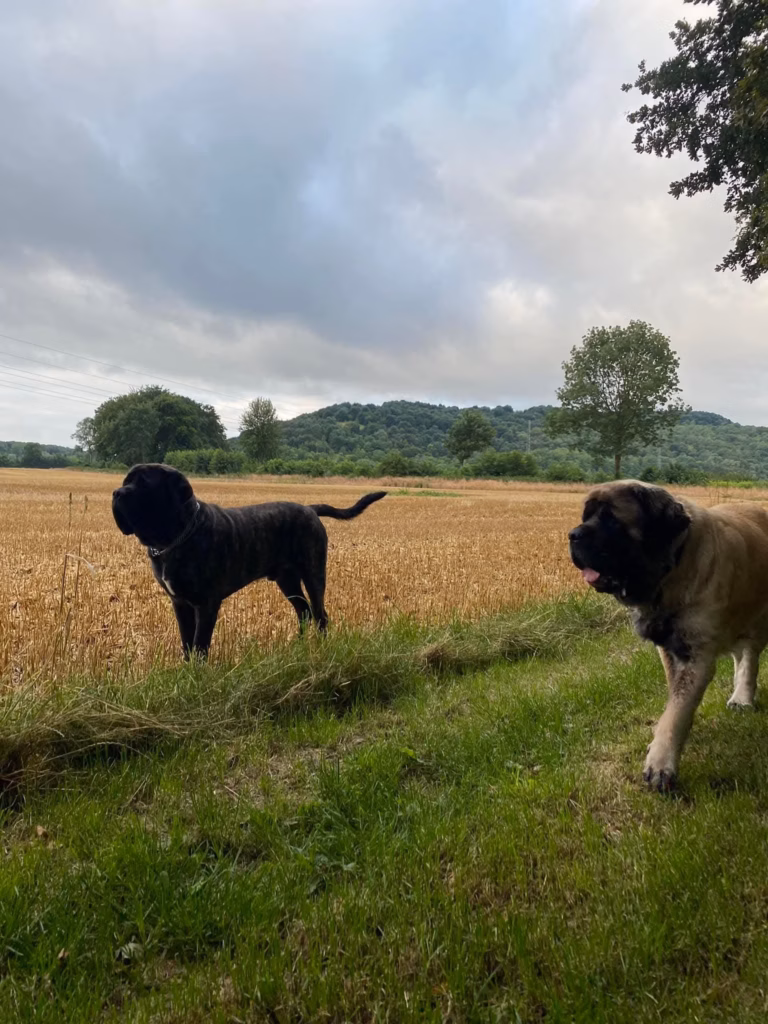 Zwei erwachsene Mastiffs stehen gemeinsam am Rand eines weiten Feldes.