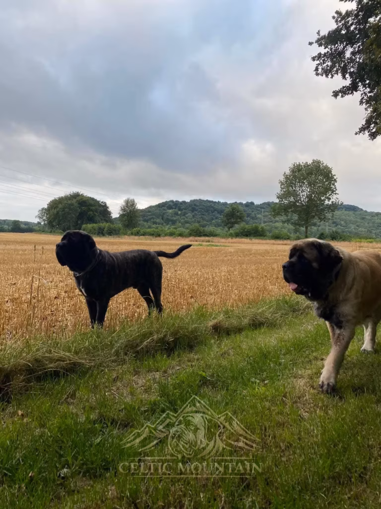 Zwei erwachsene Mastiffs stehen gemeinsam am Rand eines weiten Feldes.