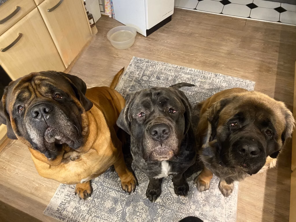 Drei erwachsene Mastiffs sitzen dicht nebeneinander und blicken nach oben.