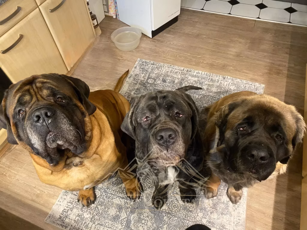 Drei erwachsene Mastiffs sitzen dicht nebeneinander und blicken nach oben.