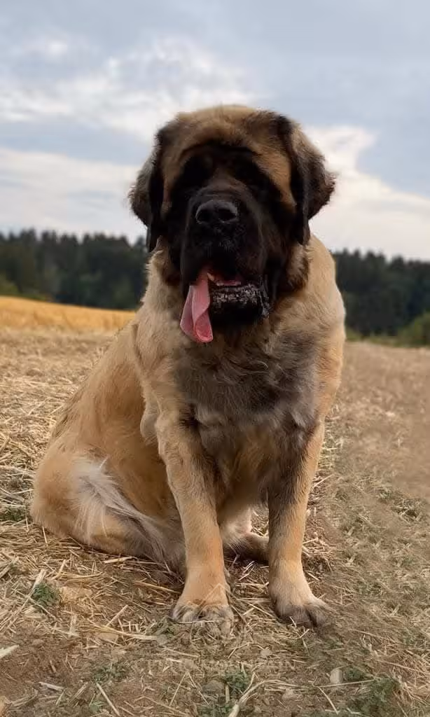 Ein erwachsener Mastiff steht auf einer weitläufigen Wiese unter bewölktem Himmel.