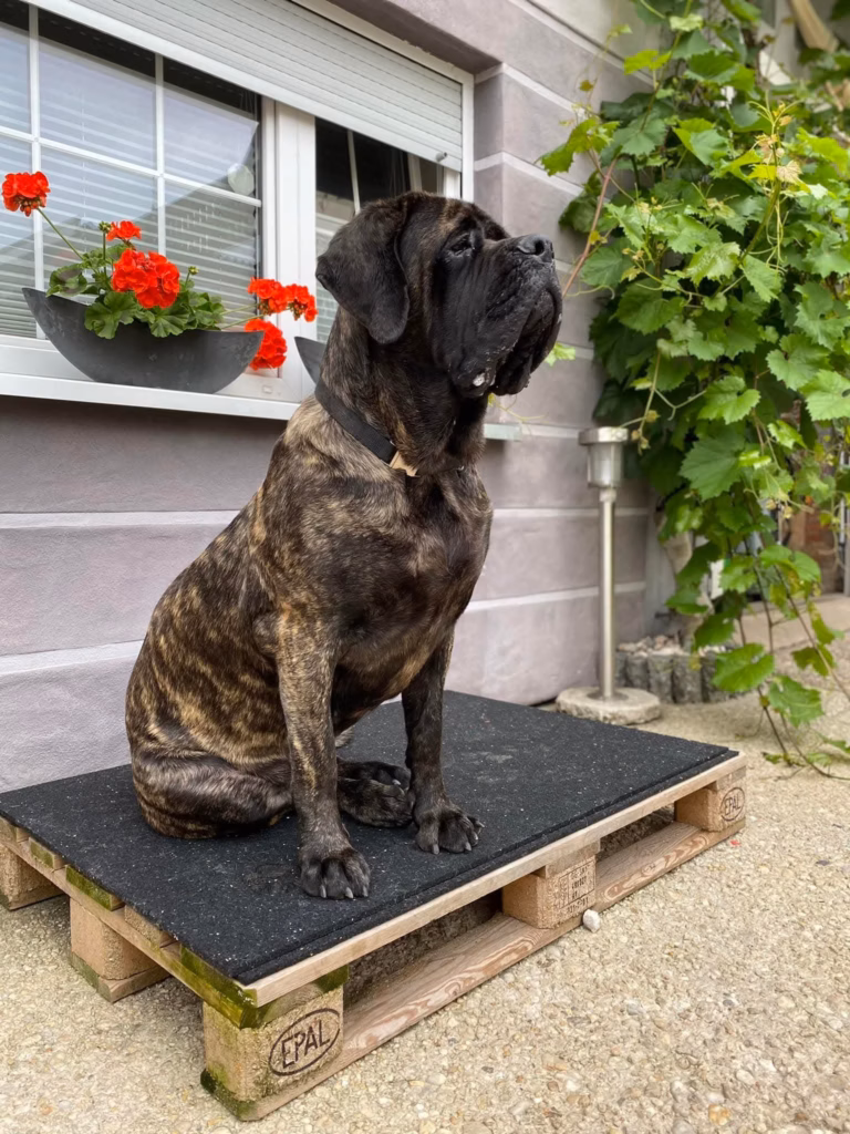 Ein gestromter Mastiff sitzt aufmerksam auf einem erhöhten Platz vor dem Haus.