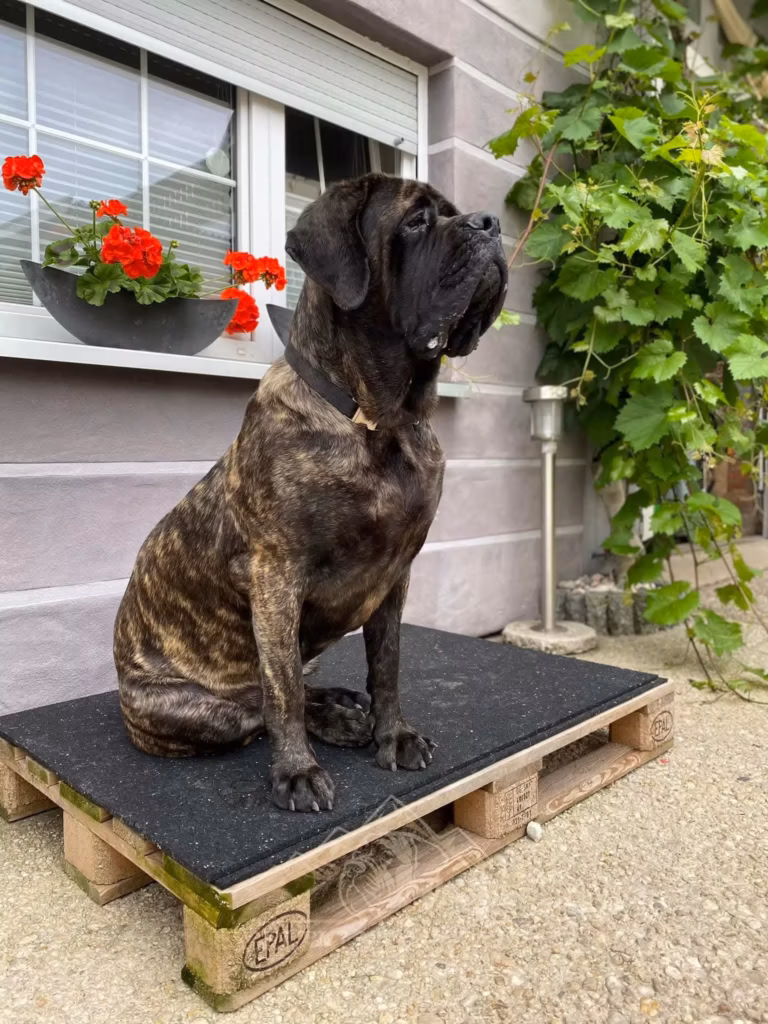 Ein gestromter Mastiff sitzt aufmerksam auf einem erhöhten Platz vor dem Haus.