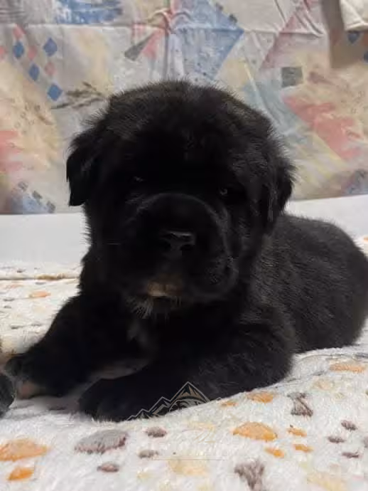 Ein schwarzer Mastiff-Welpe liegt mit erhobenem Kopf auf einer gemusterten Decke.