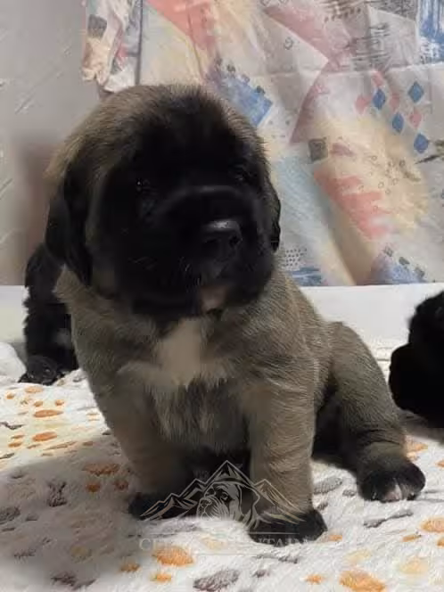 Ein dunkler Mastiff-Welpe mit weißem Brustfleck sitzt auf einer weichen Decke.