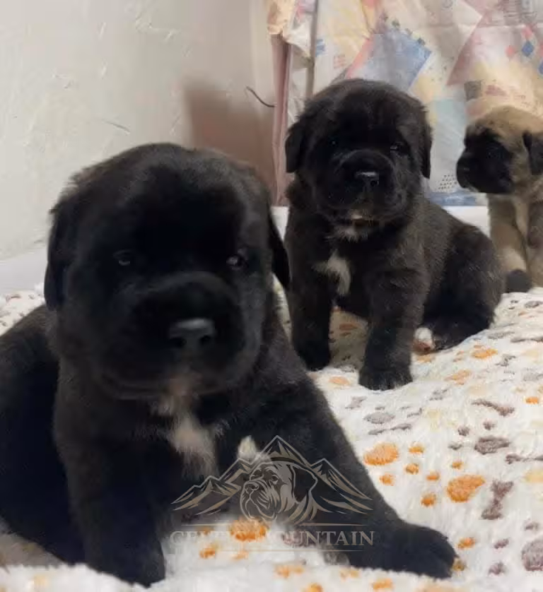Zwei dunkle Mastiff-Welpen sitzen gemeinsam auf einer gemusterten Decke.