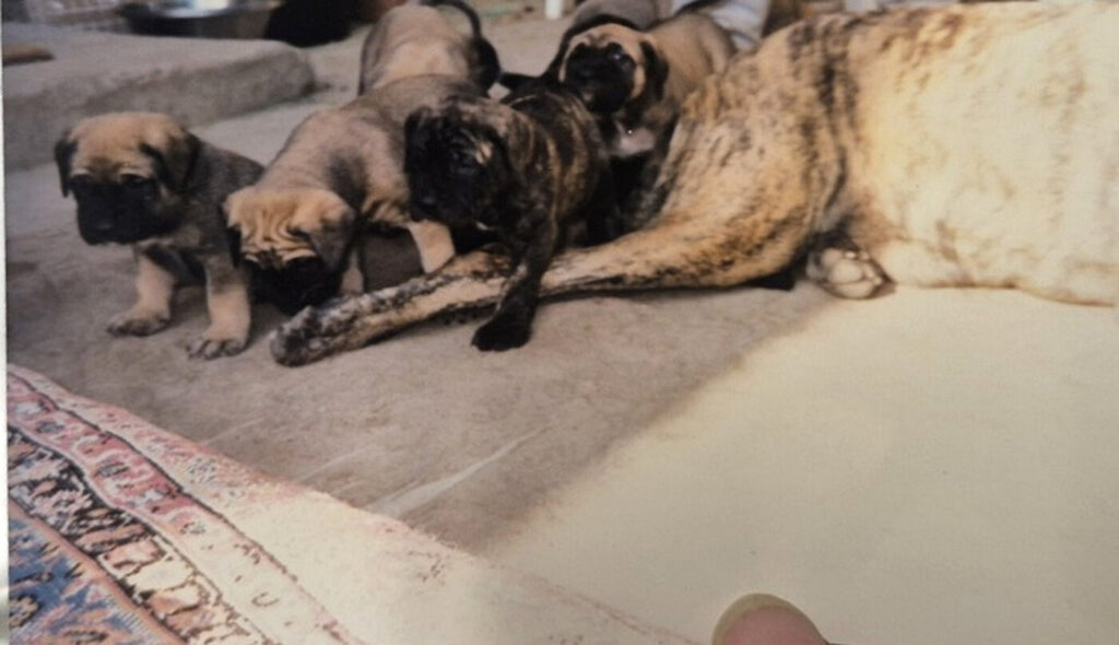 Historic photograph of several Mastiff puppies beside an adult Mastiff