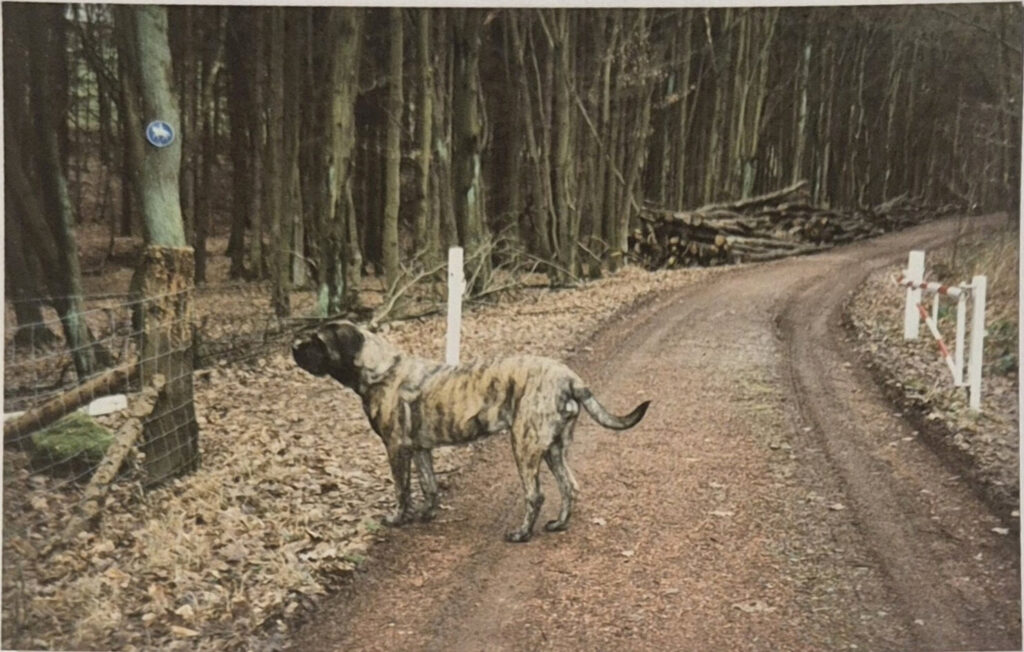Historic photograph of a brindle Mastiff on a woodland path