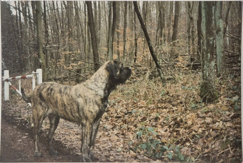 Historic photograph of a brindle Mastiff during a walk in the woods