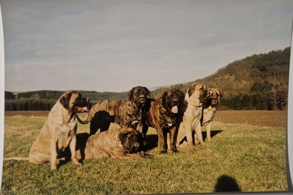 Historic group photograph of several fawn and brindle Mastiffs on a meadow