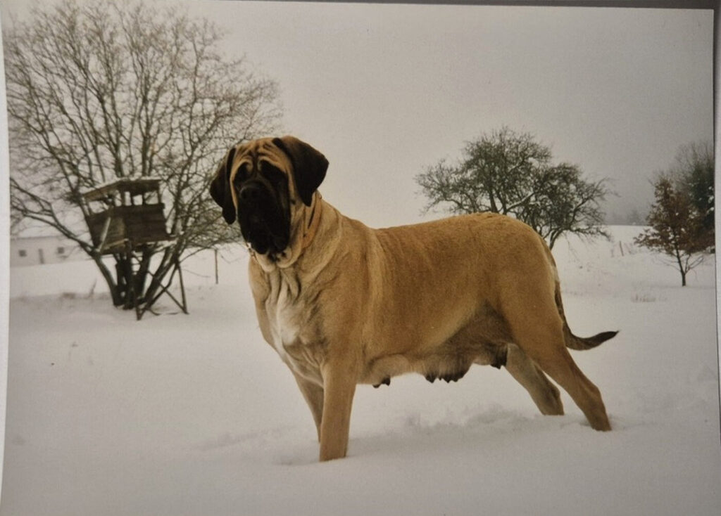Historische Aufnahme eines fawnfarbenen Mastiffs mit schwarzer Maske im Schnee.