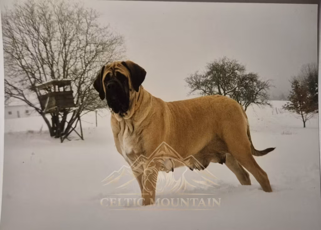 Historische Aufnahme eines fawnfarbenen Mastiffs mit schwarzer Maske im Schnee.