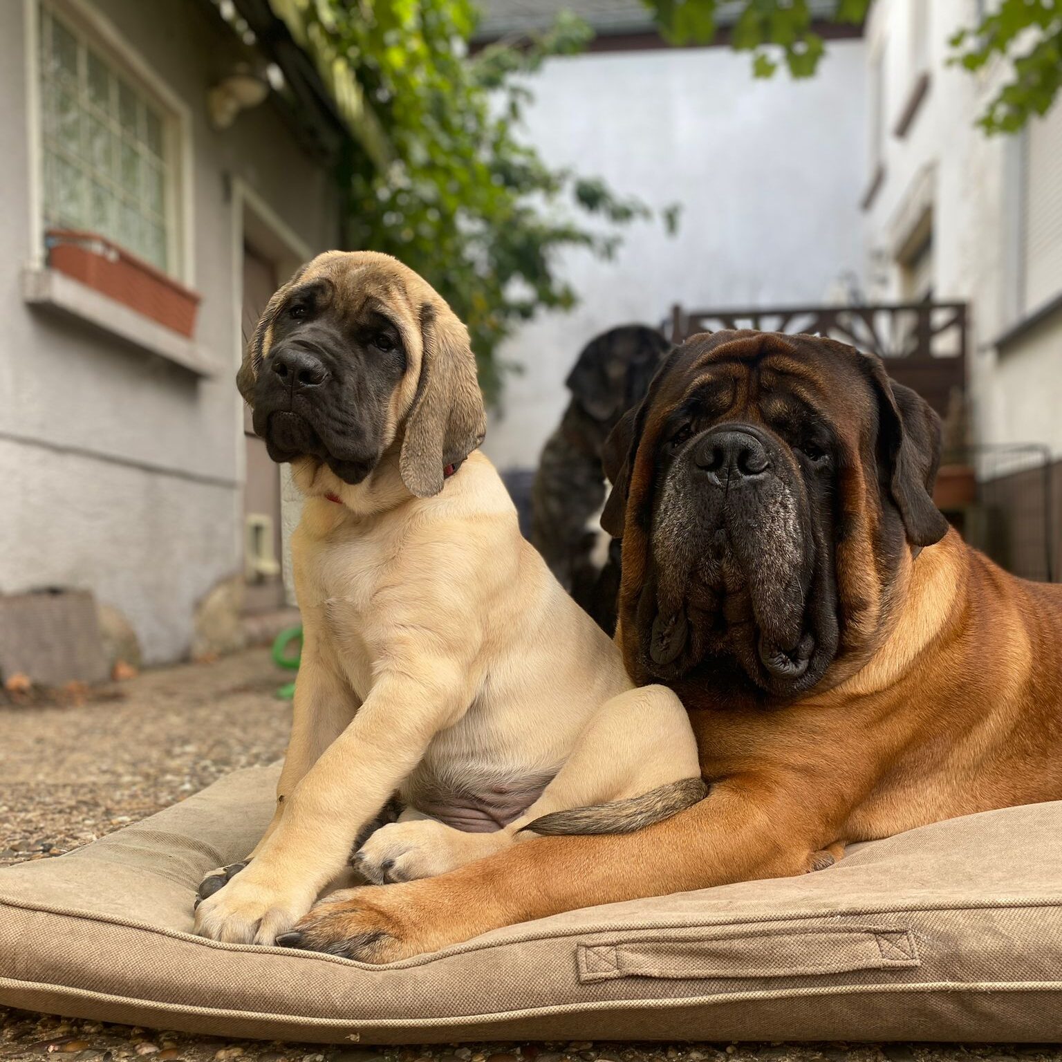 English Mastiffs Ingo and Greta lying together on a dog mat outside the house.