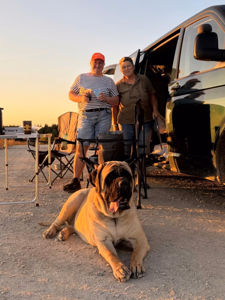 English Mastiff liegt im warmen Abendlicht vor einem Fahrzeug, während zwei Personen dahinter stehen.