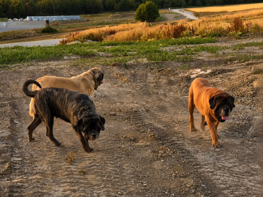 Drei English Mastiffs bei einem gemeinsamen Spaziergang in ländlicher Umgebung.
