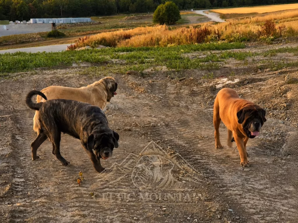 Drei English Mastiffs bei einem gemeinsamen Spaziergang in ländlicher Umgebung.