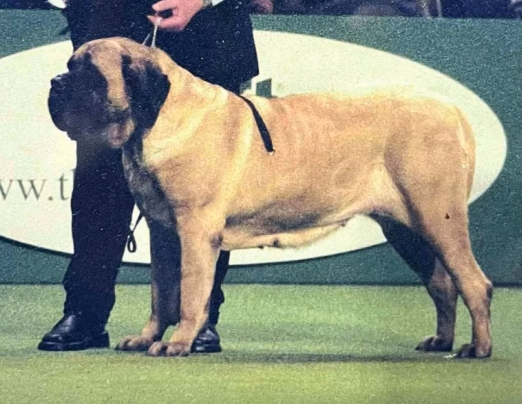 Fawnfarbener English Mastiff steht im Ausstellungsring neben seiner Begleitperson.