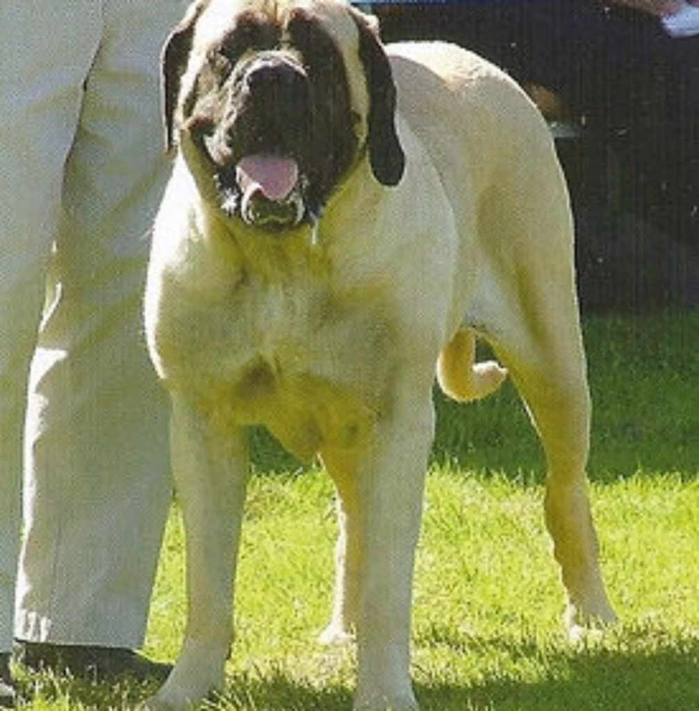 Der fawnfarbene English Mastiff Francis steht auf einer Wiese neben seiner Begleitperson.