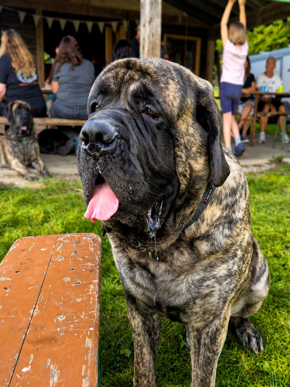 Portrait d'un Mastiff anglais bringé lors de la rencontre de Mastiffs à Rascheid