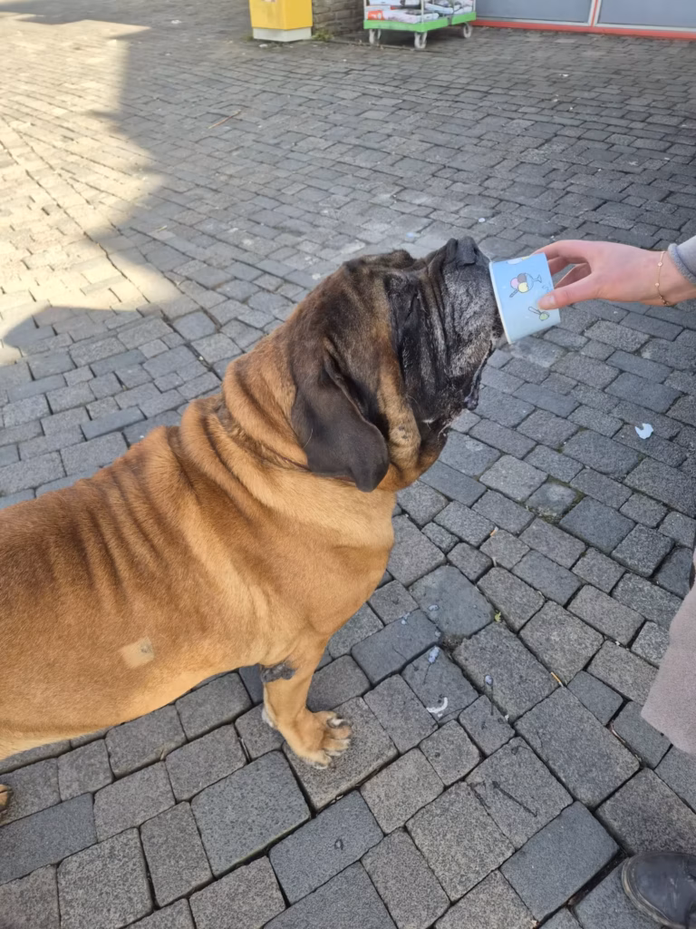 English Mastiff Ingo bekommt nach seinem Wildparkbesuch ein Eis als kleine Belohnung.