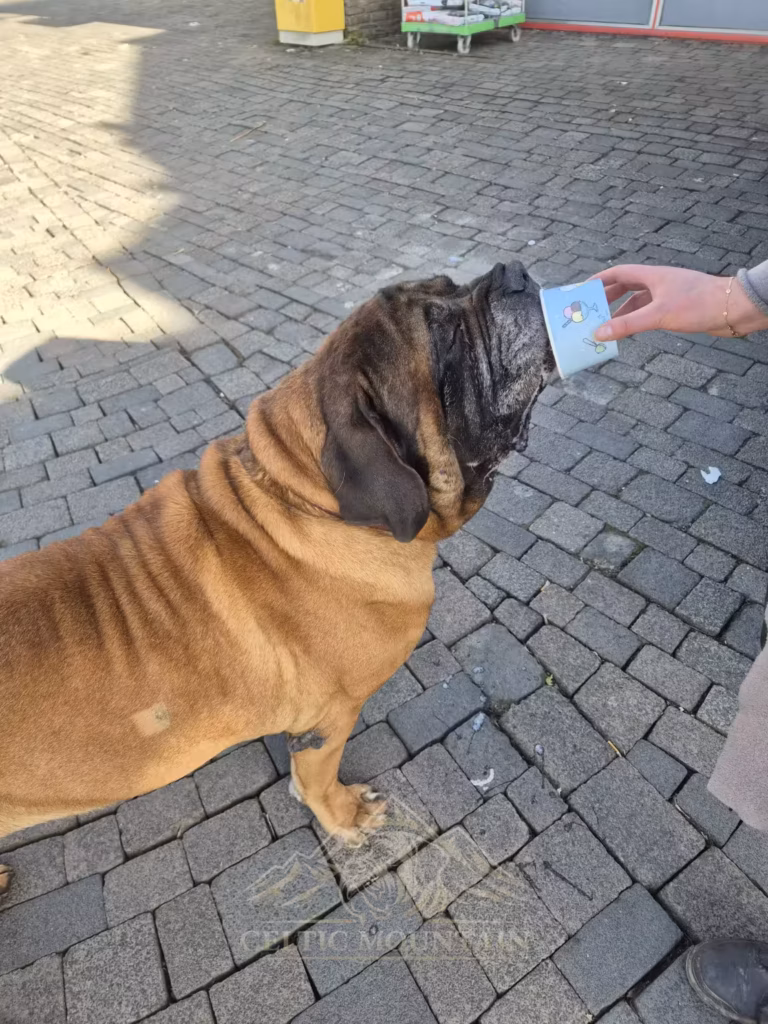 English Mastiff Ingo bekommt nach seinem Wildparkbesuch ein Eis als kleine Belohnung.
