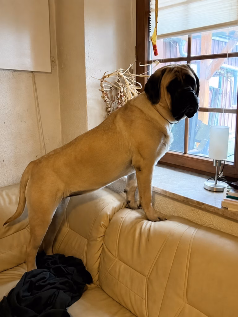 English Mastiff Hündin Greta steht auf dem Sofa und schaut aufmerksam aus dem Fenster.