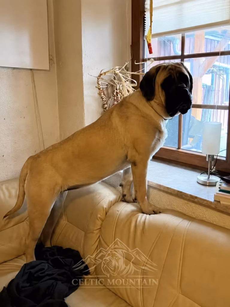 English Mastiff Hündin Greta steht auf dem Sofa und schaut aufmerksam aus dem Fenster.