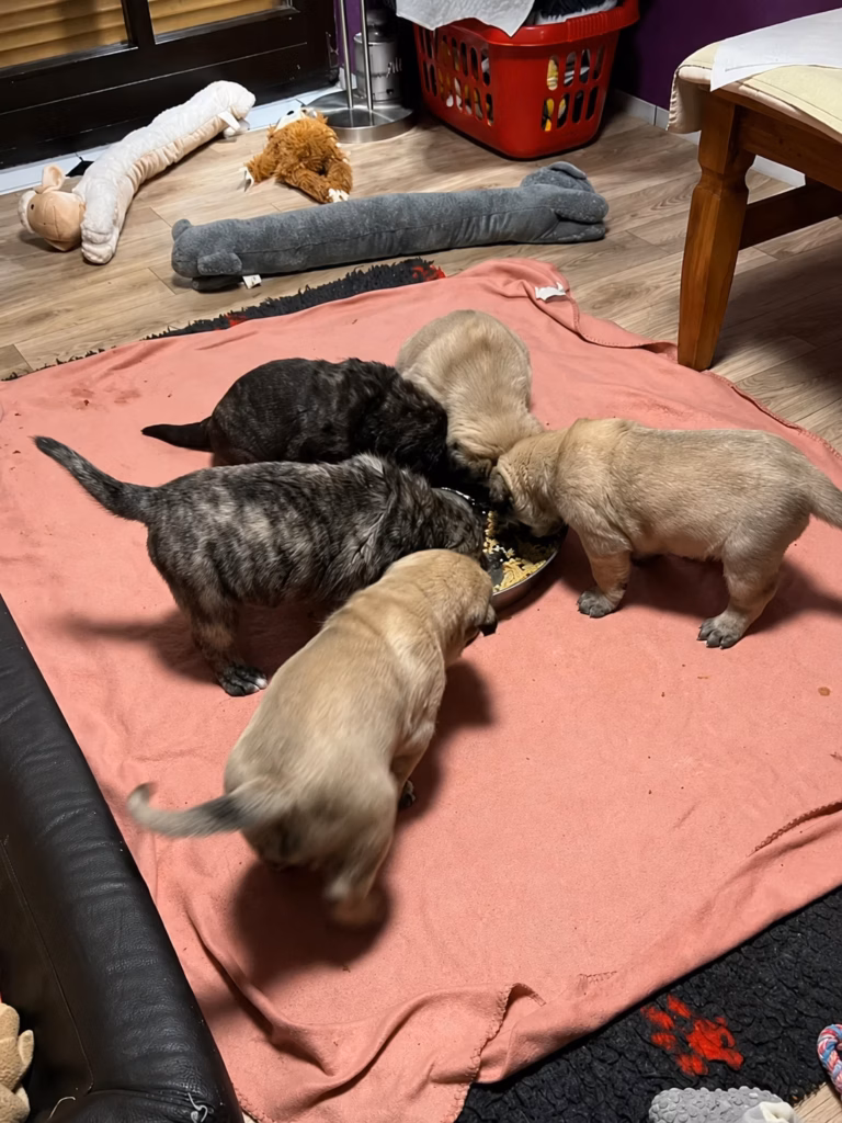 Fünf junge English Mastiff Welpen in fawn und gestromt fressen gemeinsam aus einer Futterschale.