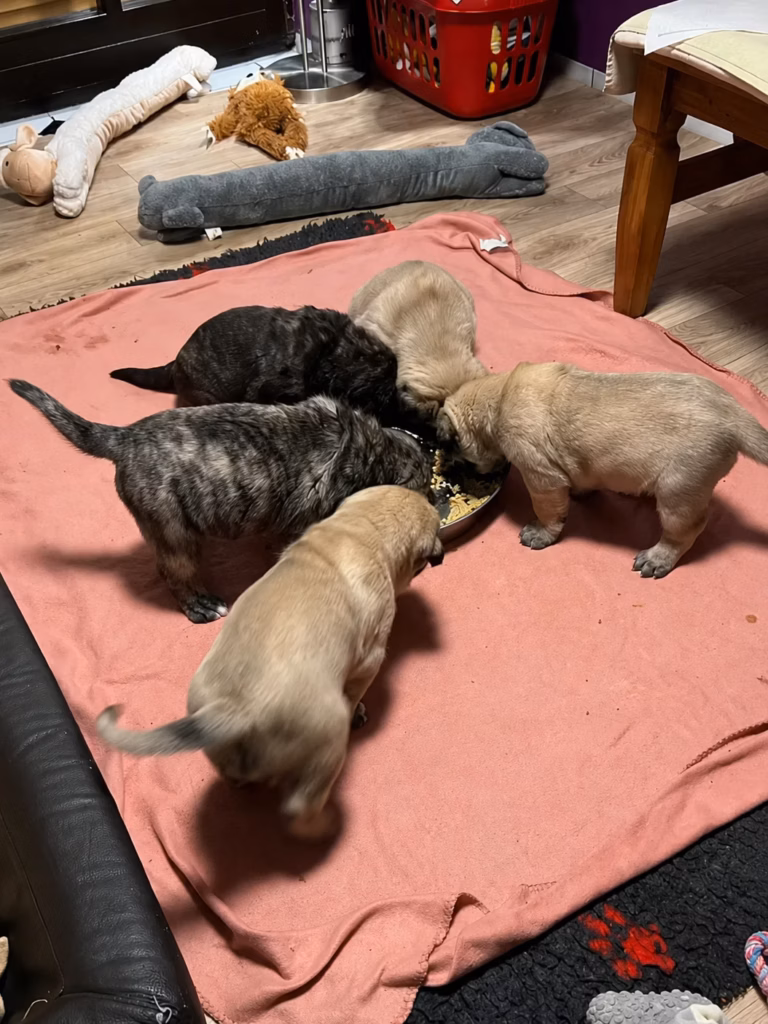 Fünf junge fawnfarbene und gestromte Mastiff-Welpen fressen gemeinsam aus einer Futterschale
